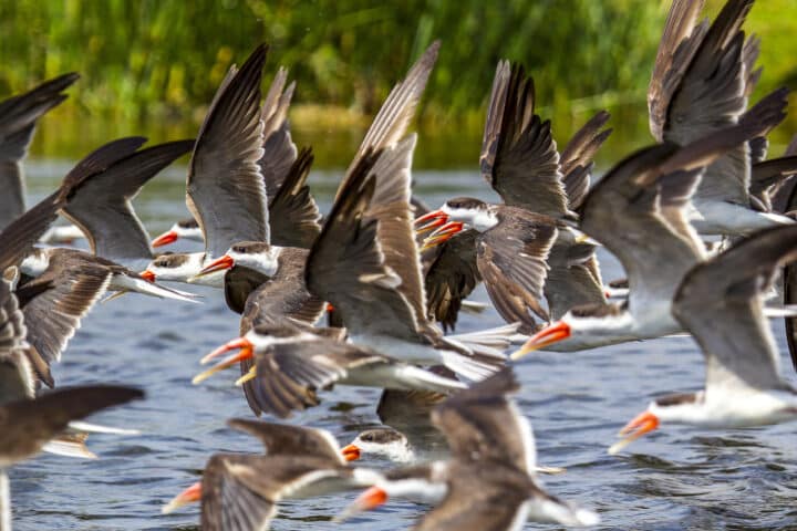 Flock of of African skimmers