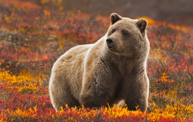 A grizzly bear at Denali National Park and Preserve.