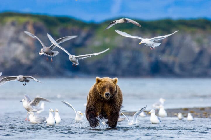 A grizzly bear surrounded by seagulls at Katmai National Park.