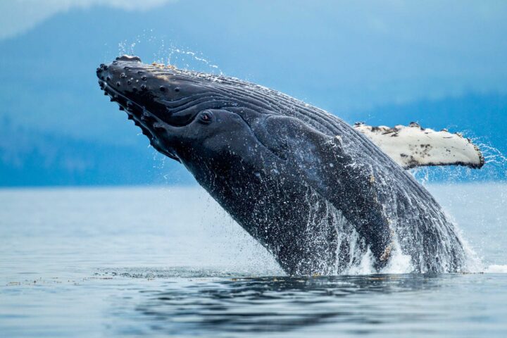 A humpback whale at Tongass National Forest.