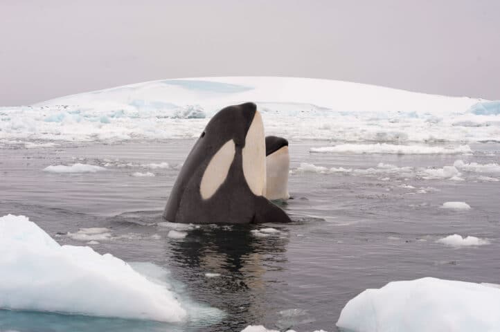 Two killer whales.