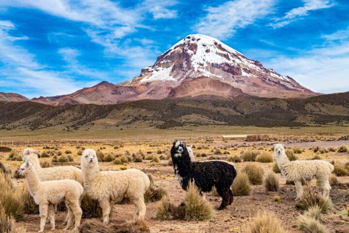 Alpacas with mountains in the background.
