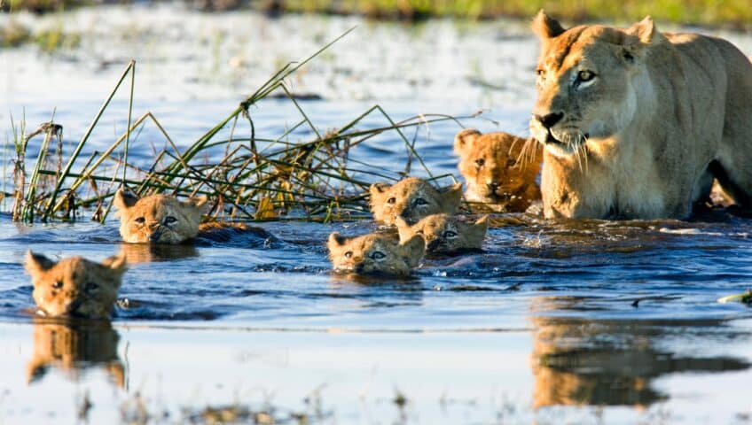 A group of lion cubs and their mother in the water.