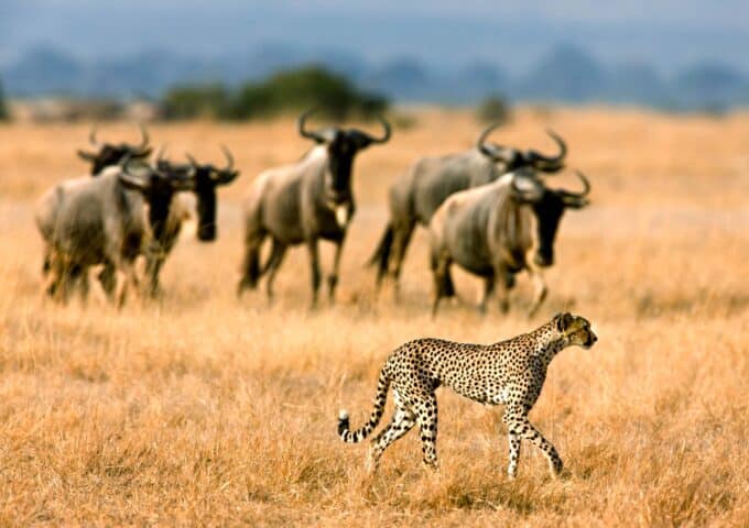 Wildlife in Botswana.