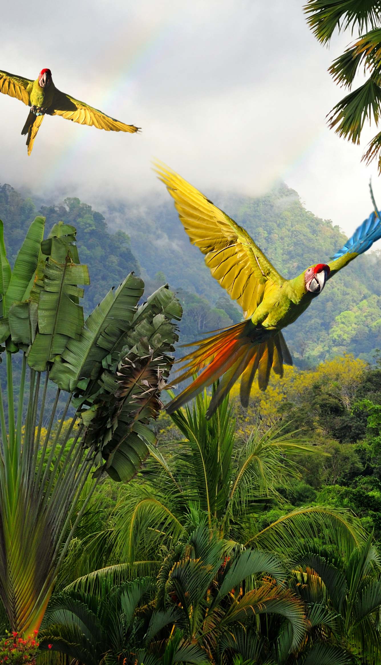 Green macaws in Costa Rica.