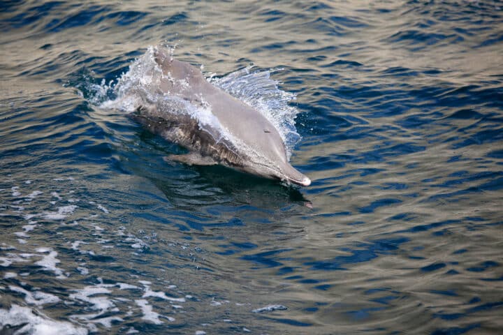 Dolphin following dhow, Musandam Fjors, Oman