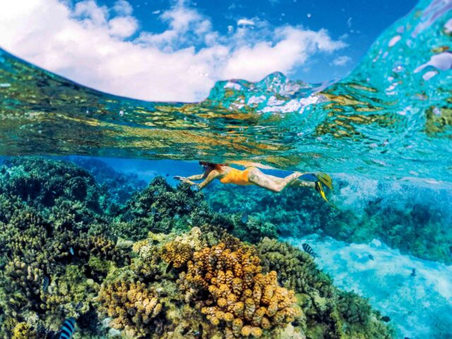 A person snorkeling by coral reef.