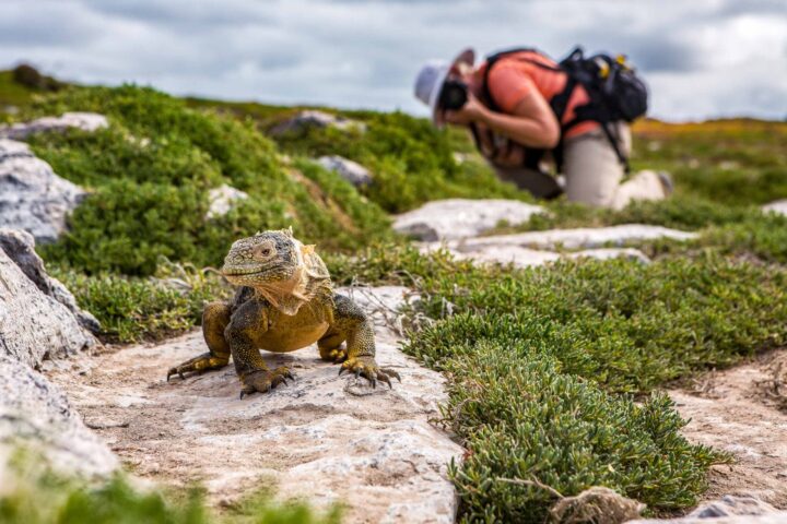 A photographer taking photos of a land iguana.