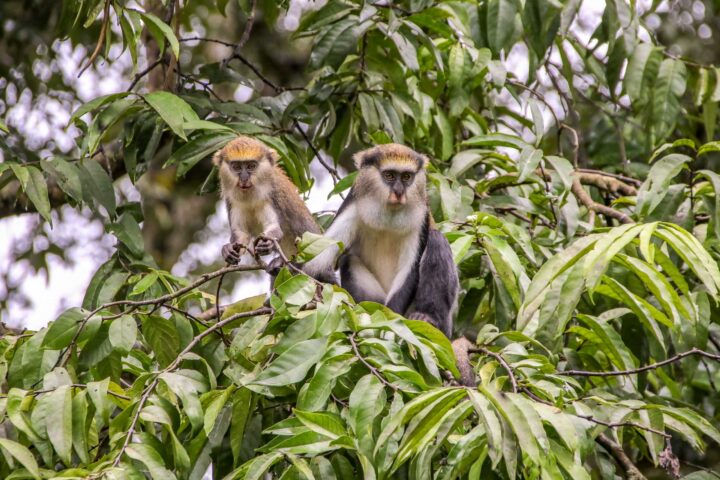 Two monkeys in a forest in Ghana.