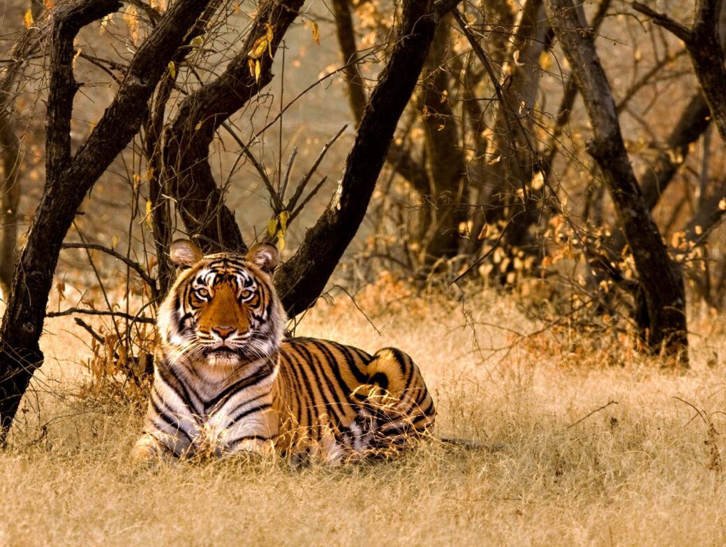 An Indian tiger in the wild.