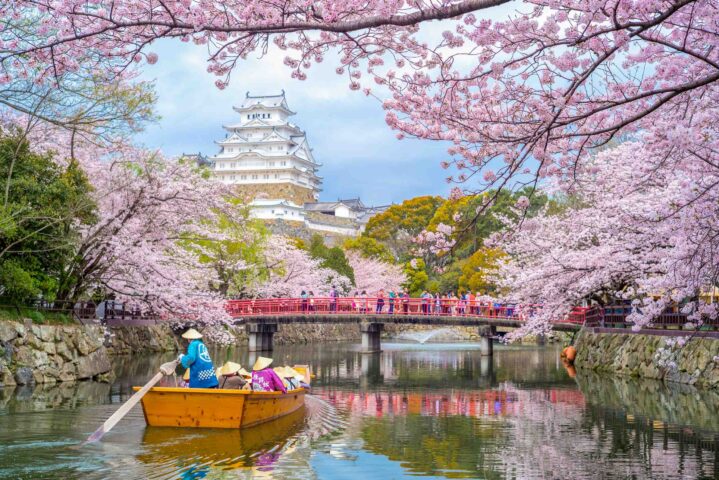 Himeji Castle with cherry blossoms.
