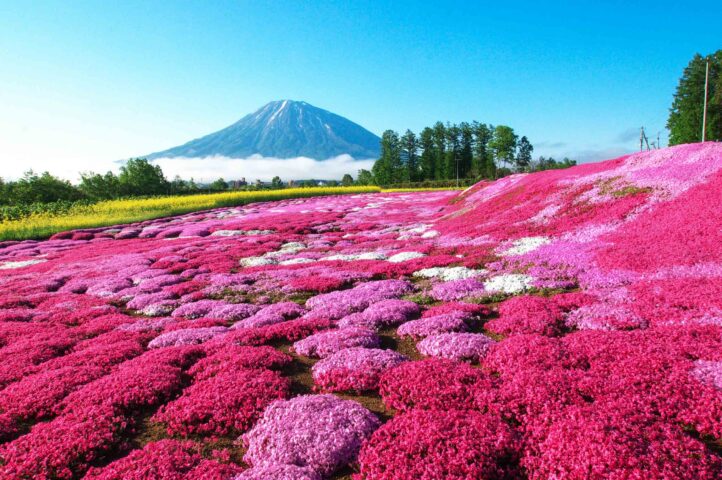 A field of pink flowers in Hokkaido.