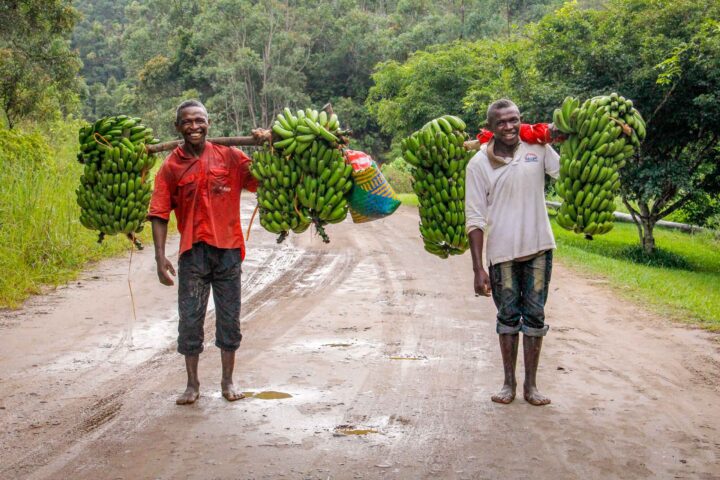 Two locals carrying bananas in Madagasacar.