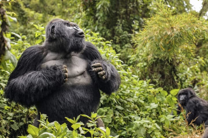 Silverback Mountain Gorilla named Guhonda (Gorilla gorilla beringei) beating his chest, Parc National des Volcans, Rwanda, Africa