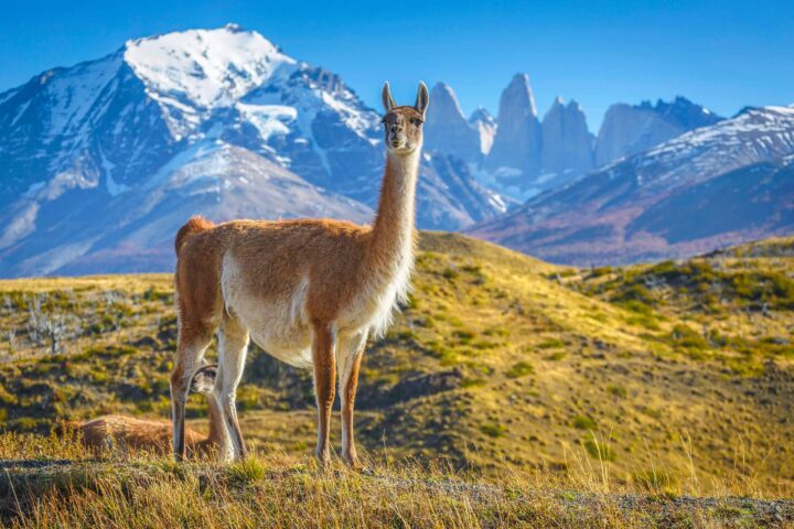 A guanaco in Patagonia.