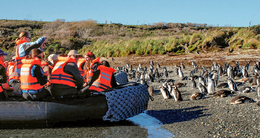 Tourists observing penguins.