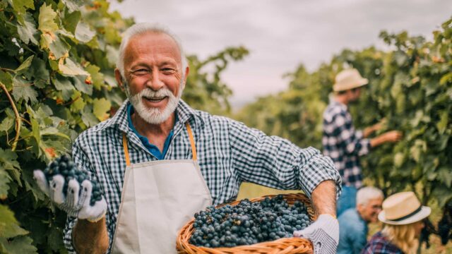 A man holding a basket of grapes in a vineyard.