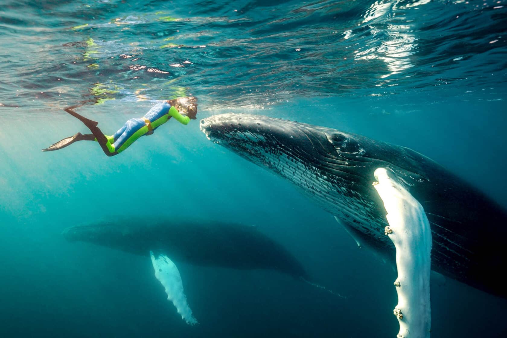 A person snorkeling beside a humpback whale.