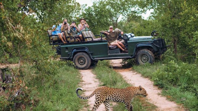 A group of tourists on a safari observing a leopard.