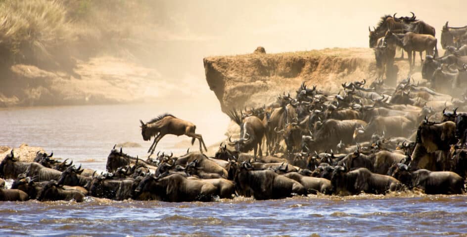 A herd of wildlife in water.