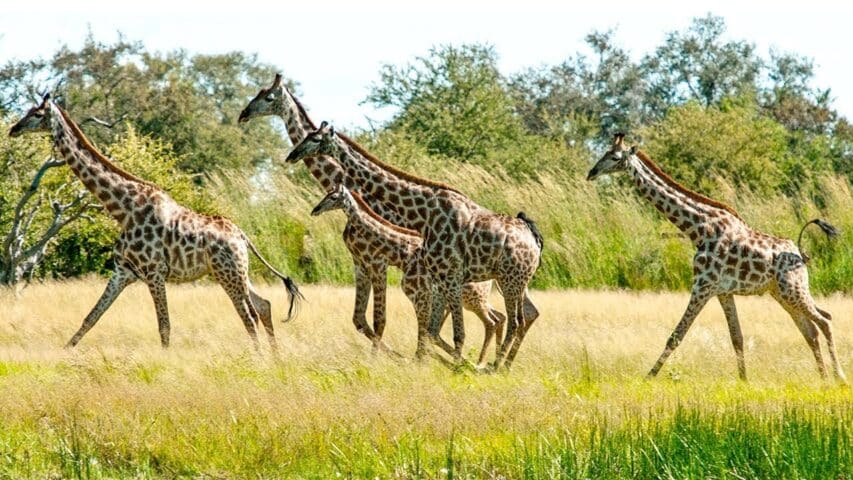 Giraffes in the wild.