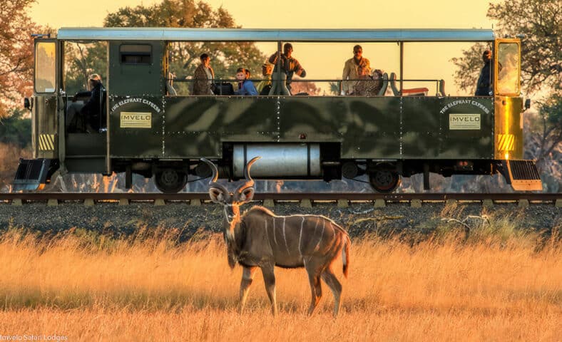 The Elephant Express passing by wildlife.